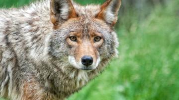 Coyote Awareness | OC Animal Care